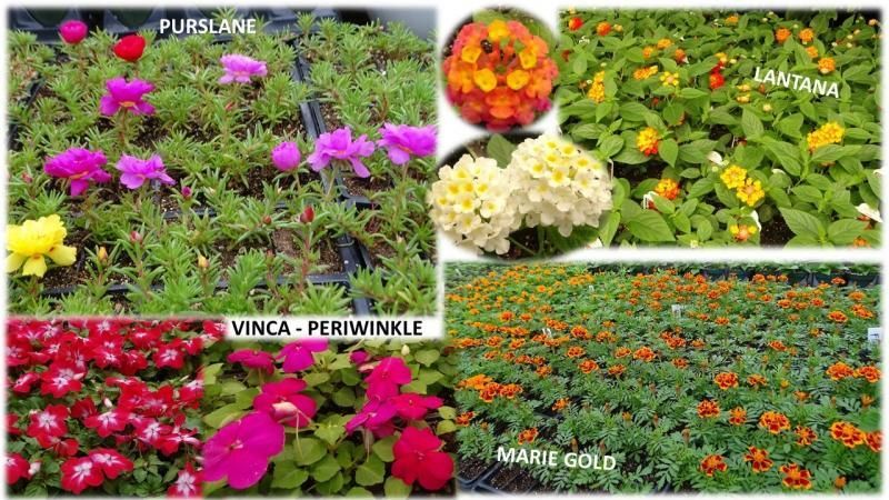 A collage of four plant varieties: purslane, lantana, vinca/periwinkle, and marigold, each labeled with its name.