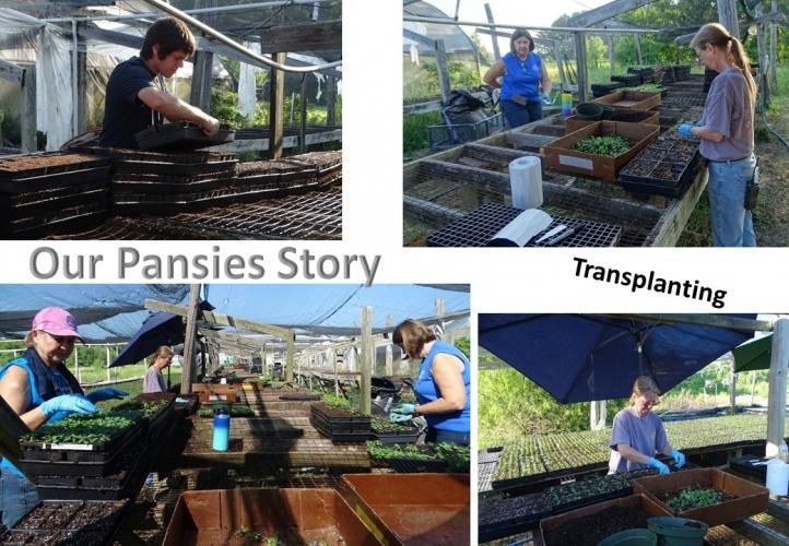 People working in a greenhouse transplanting plants into seed trays, labeled 