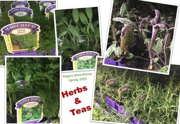 A collage showing various herbs and tea plants in pots at a greenhouse, labeled 