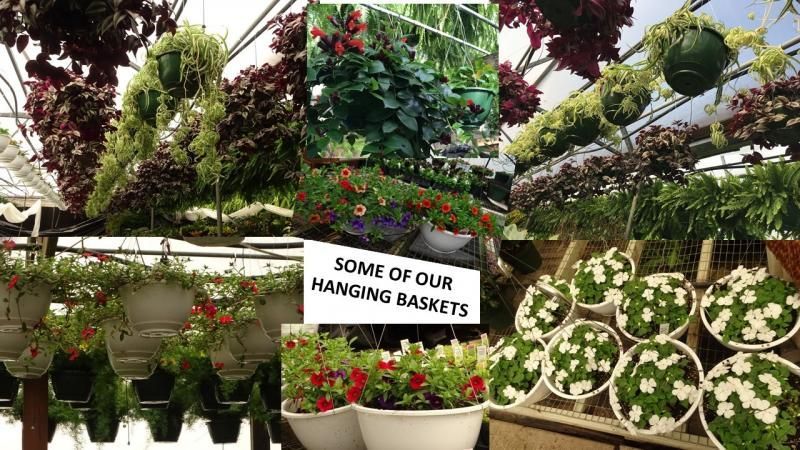 A variety of colorful flowering hanging baskets displayed in a greenhouse under a sign.

