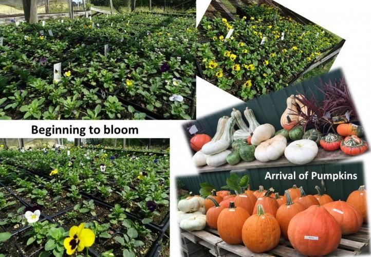 A collage showing flower seedlings growing in trays and a display of various pumpkins on wooden shelves.