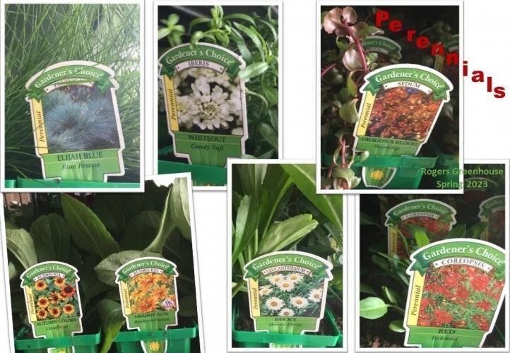 A collage of various flower plant labels from a greenhouse, featuring different blooming perennial flowers.