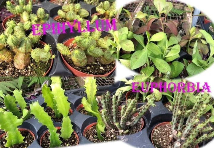 Collage of potted succulents and cacti plants labeled 