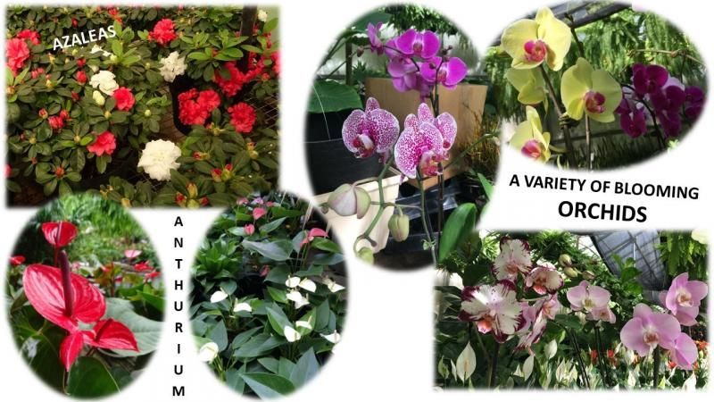 A collage displaying vibrant azaleas, red and white anthuriums, and a variety of blooming orchids in different colors.