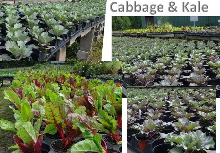 Collage of cabbage, kale, and Swiss chard seedlings growing in pots at a nursery.