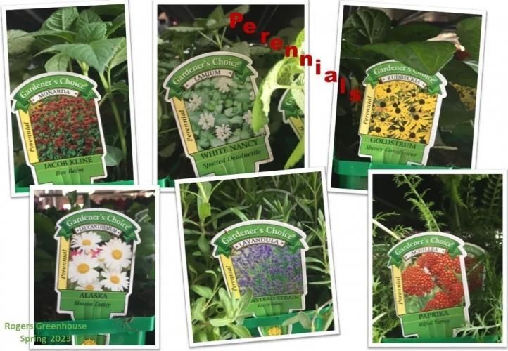 A collage of six Gardener’s Choice perennial plant tags featuring flowers like daisies, lavender, and other blooms.