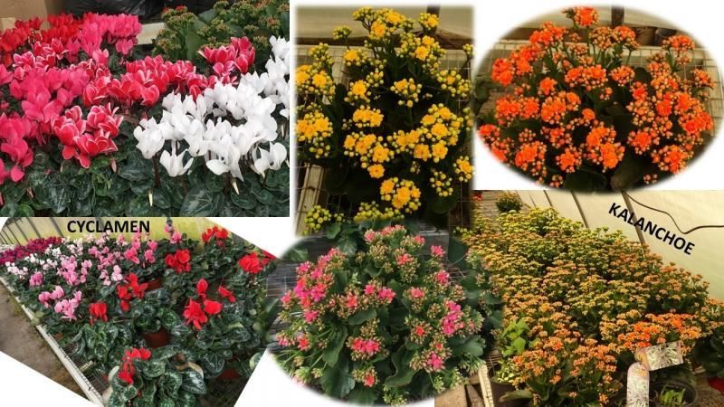 A collage of Cyclamen flowers in red and white and Kalanchoe plants in shades of yellow, orange, and pink.