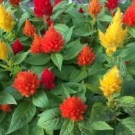A cluster of vibrant celosia flowers in shades of yellow, orange, and red, surrounded by lush green foliage.