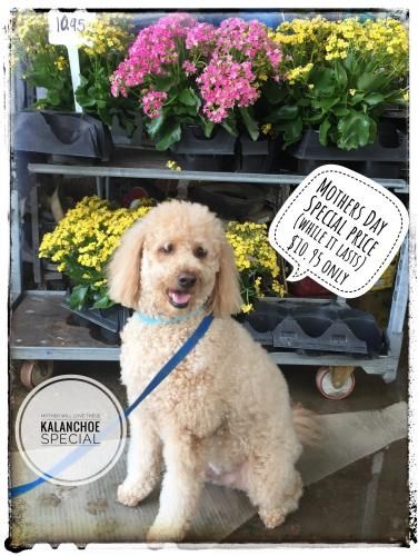 A golden-colored curly dog sits in front of shelves of pink and yellow kalanchoe plants with a Mother’s Day sale sign.