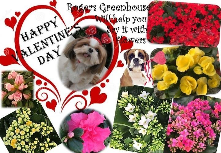 A Rogers Greenhouse Valentine's Day collage featuring photos of a Shih Tzu, a boxer, and various colorful flowers.