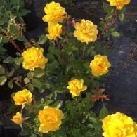 A vibrant rose bush in full bloom with multiple bright yellow flowers surrounded by dark green leaves.