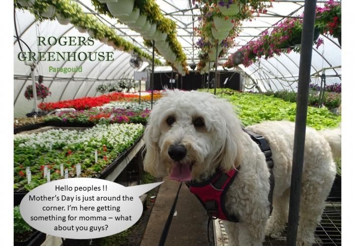 A white fluffy dog wearing a pink harness stands in a greenhouse, with text asking about Mother’s Day gift ideas.