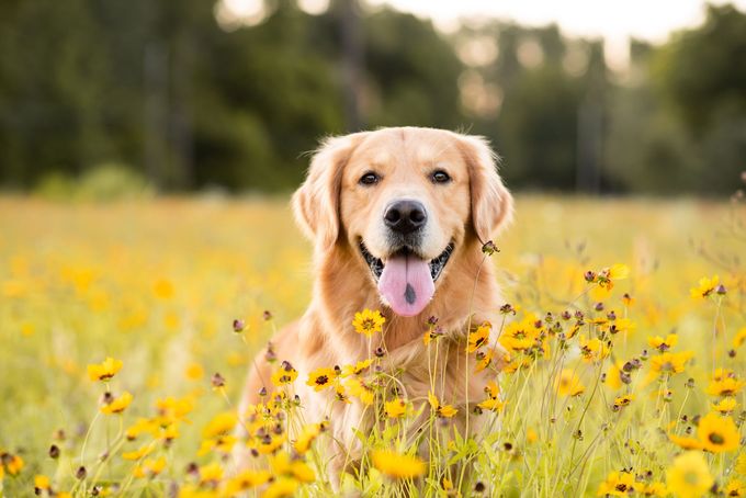 Golden retriever sitting in a yellow wildflower field, panting with tongue out.