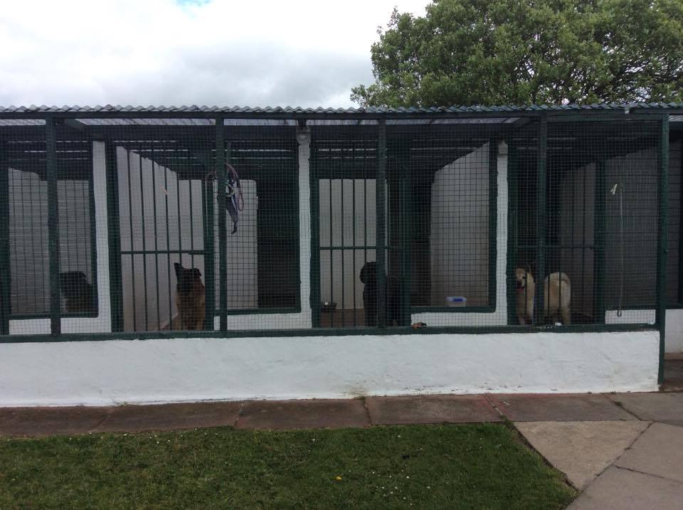 Hawthorn Boarding Kennels and Cattery Services - Newcastle 01912363309