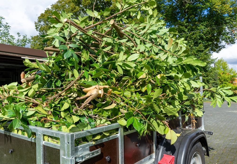 Trailer Filled With Freshly Cut Green Tree Branches and Leaves — Skip Bin Hire Sunshine Coast in Noosa, QLD