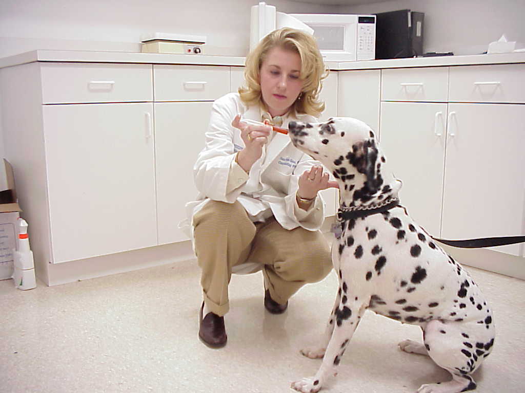 Veterinarian Care On Dog — Tucson, AZ — Reed’s Compounding Pharmacy