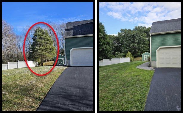 Before and after of large pine tree removed from residential yard