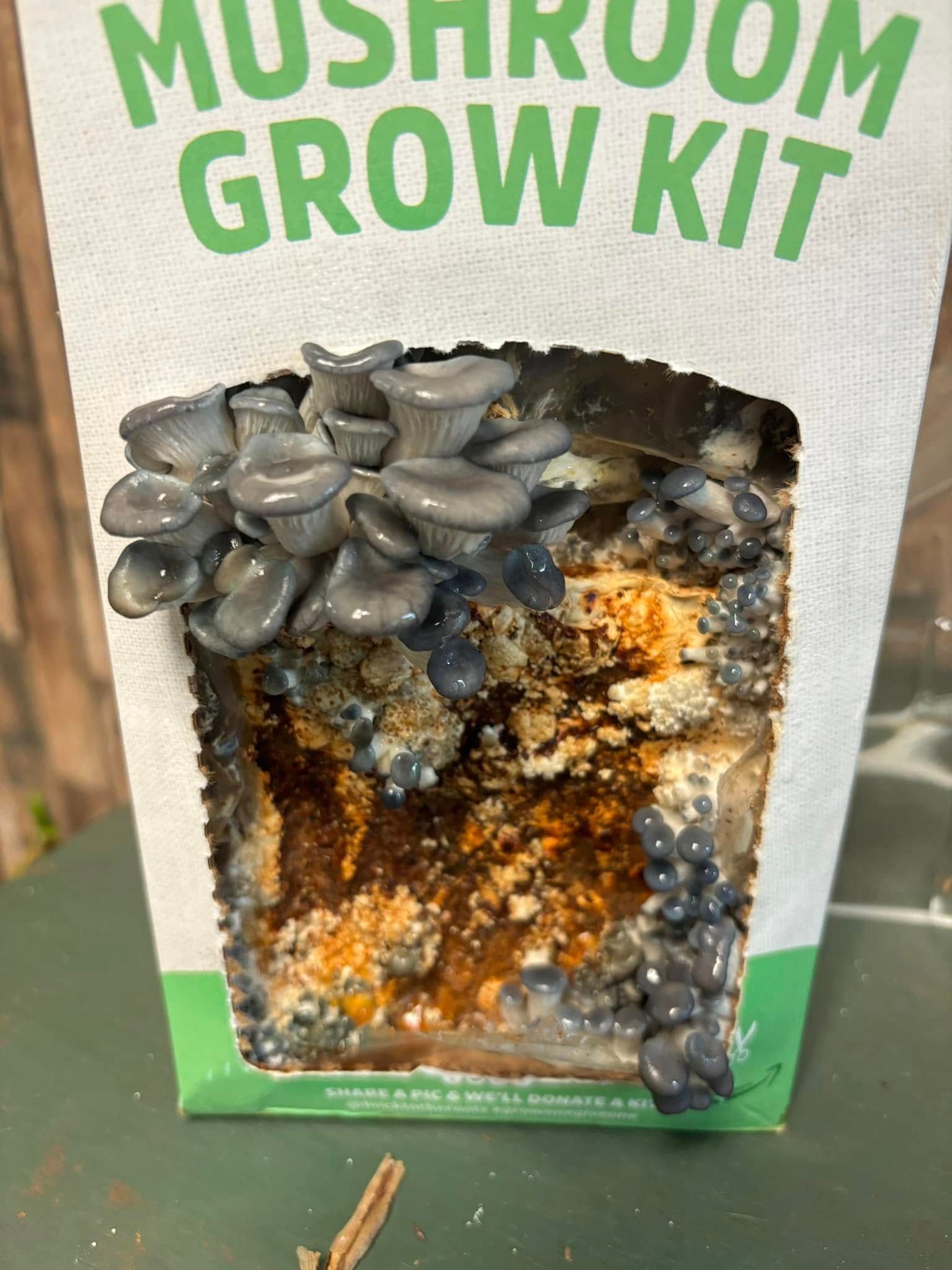 A mushroom grow kit is sitting on a table.