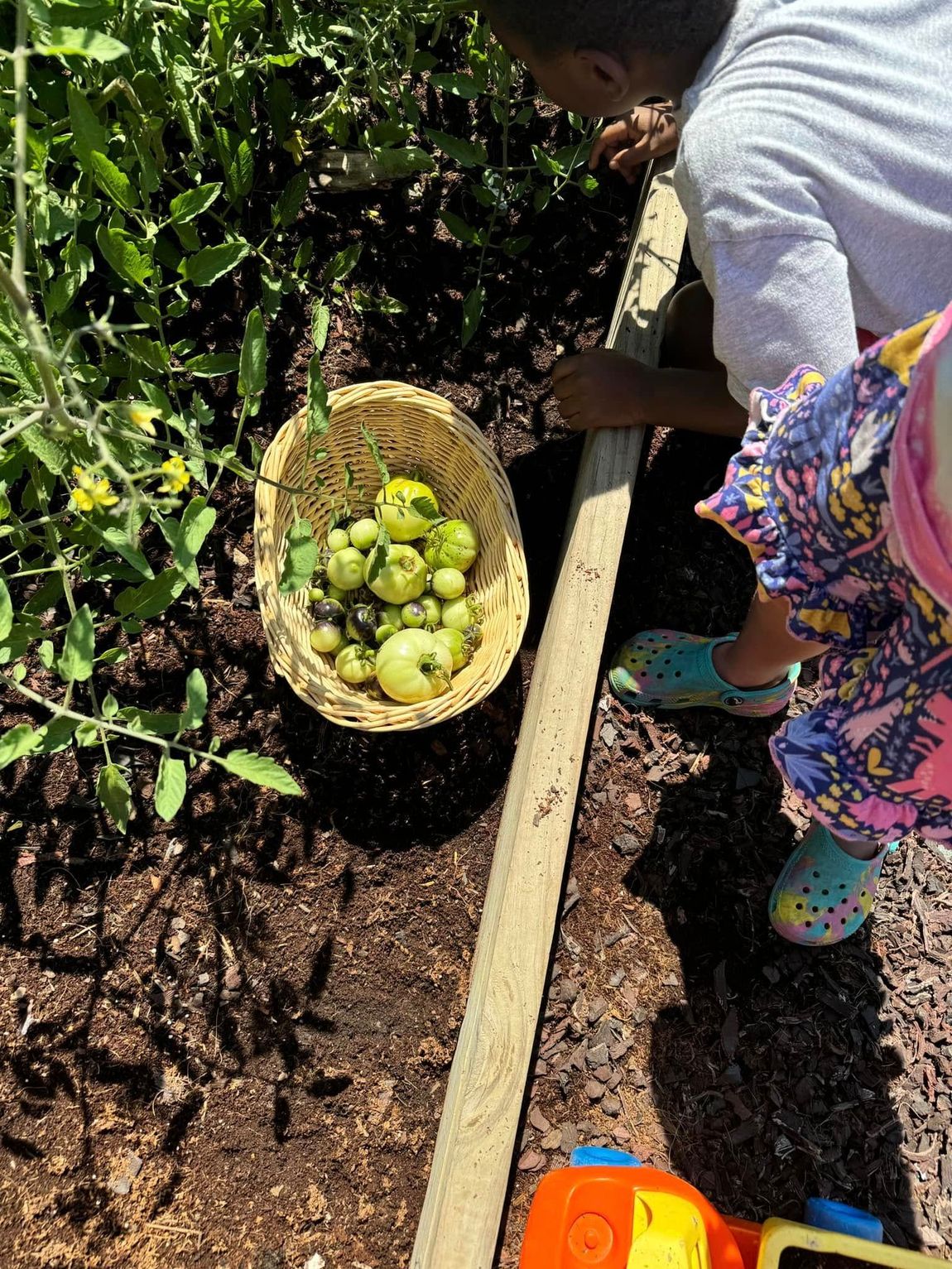 A boy and a girl are picking tomatoes in a garden.