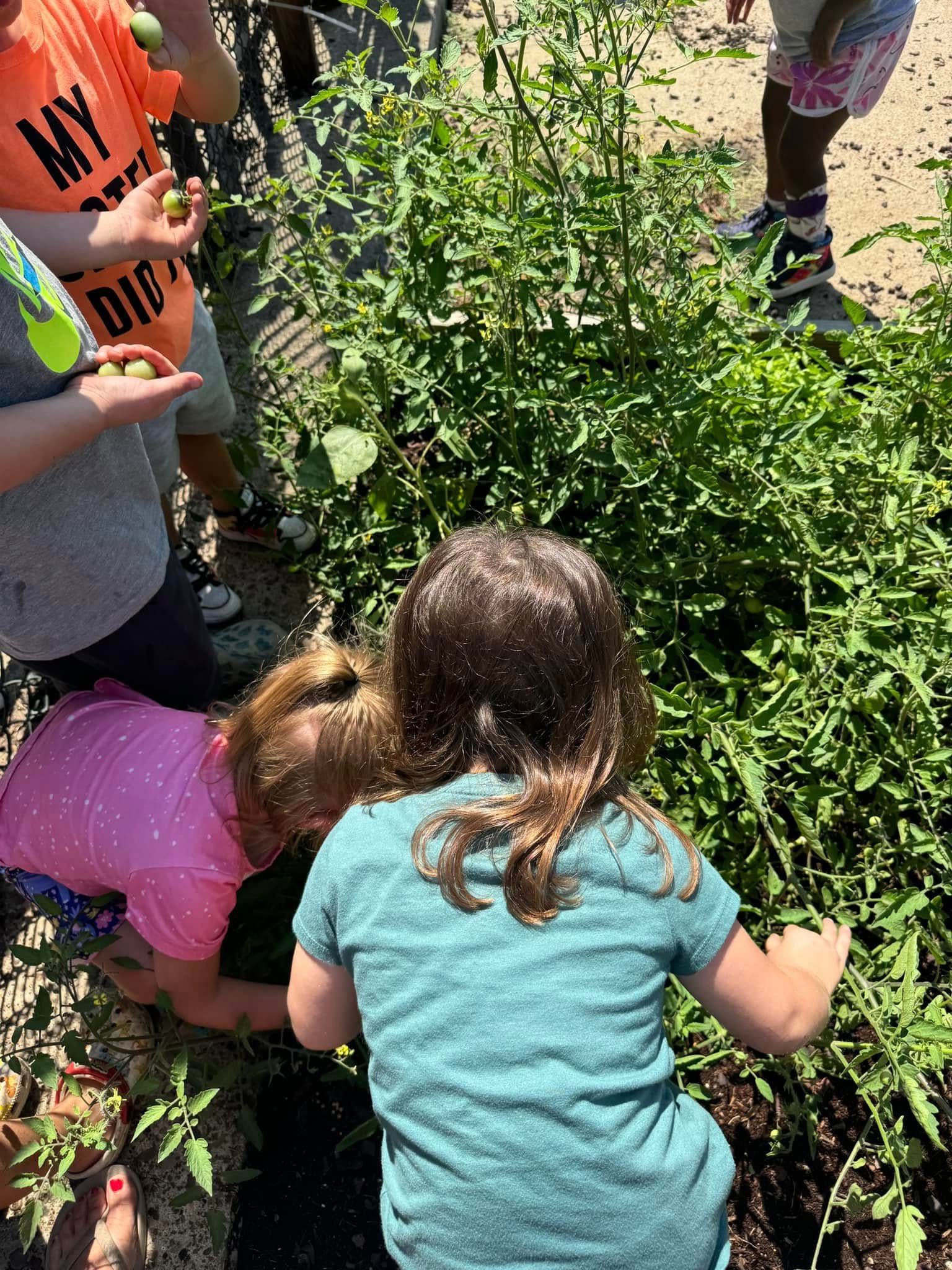 A group of children are picking tomatoes from a garden.