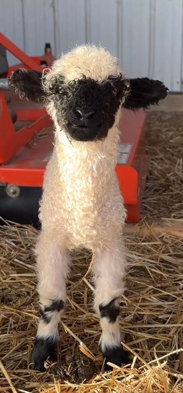 A young boy is standing next to a bush with purple flowers.