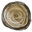 A drawing of a tree stump with a swirl in the middle.