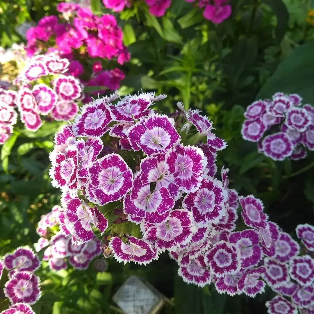 A Bunch of Purple and White Flowers in a Garden