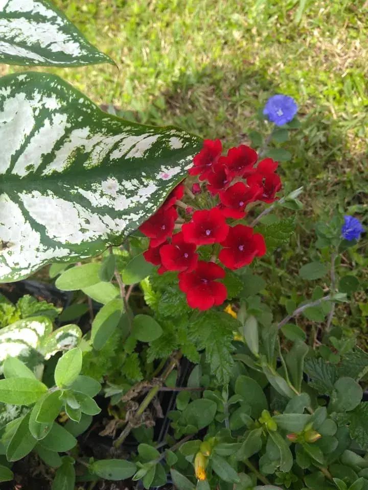 A bunch of red flowers are growing in a garden