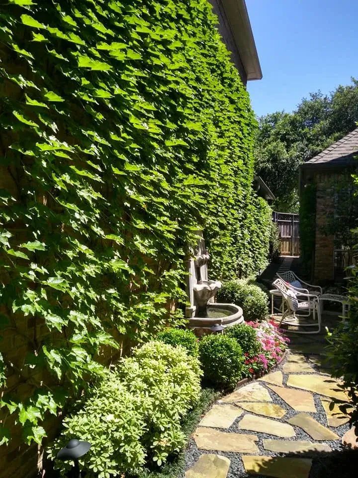 A Stone Walkway Leading to a House Covered in Ivy