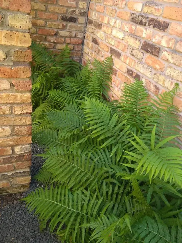 A fern is growing next to a brick wall.