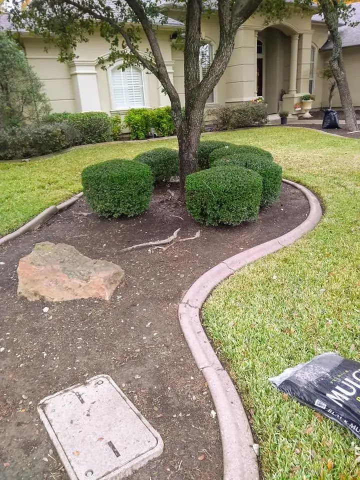 A Tree is in the Middle of a Lush Green Lawn Next to a Concrete Curb