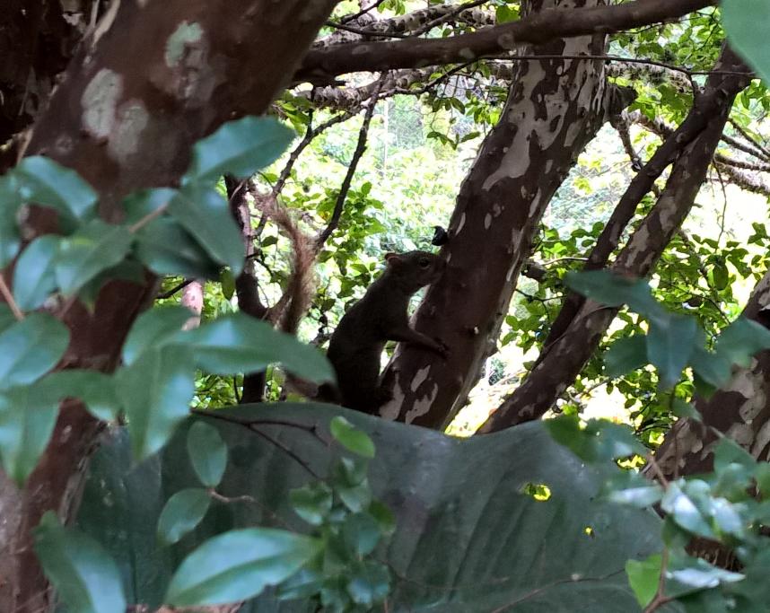 Esquilo (Chalé Xanadu Itaipava)