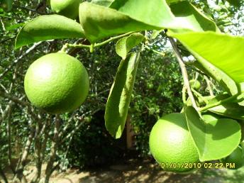 Frutas (Chalé Xanadu Itaipava)