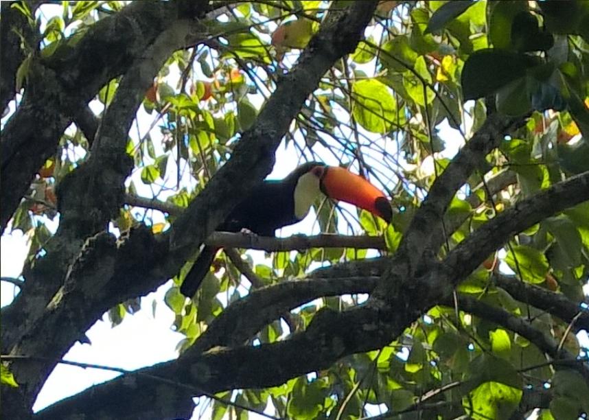 Tucano (Chalé Xanadu Itaipava)