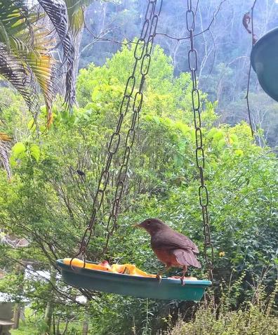 Pássaros (Chalé Xanadu Itaipava)