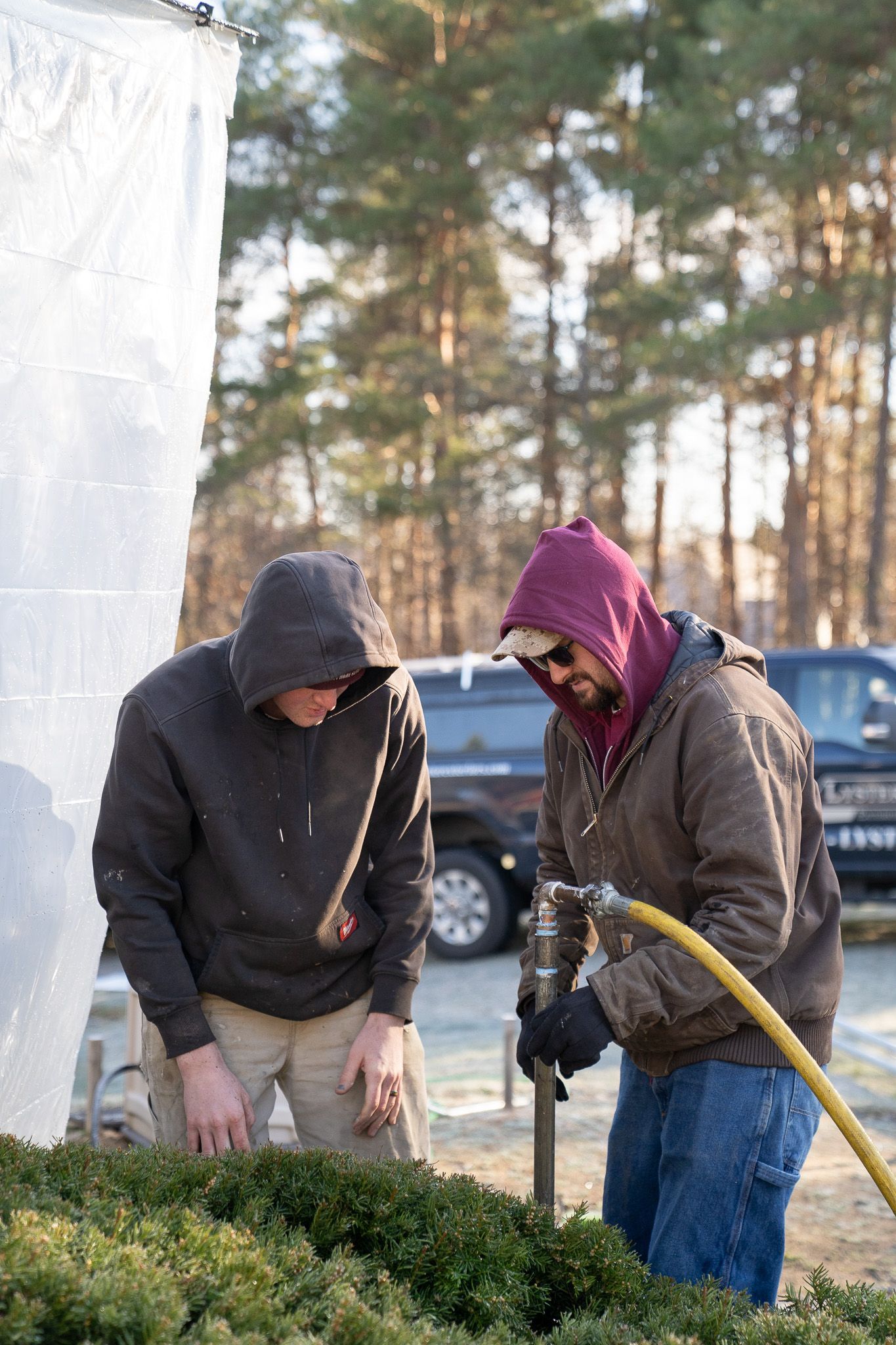 Two men are watering a bush with a hose.