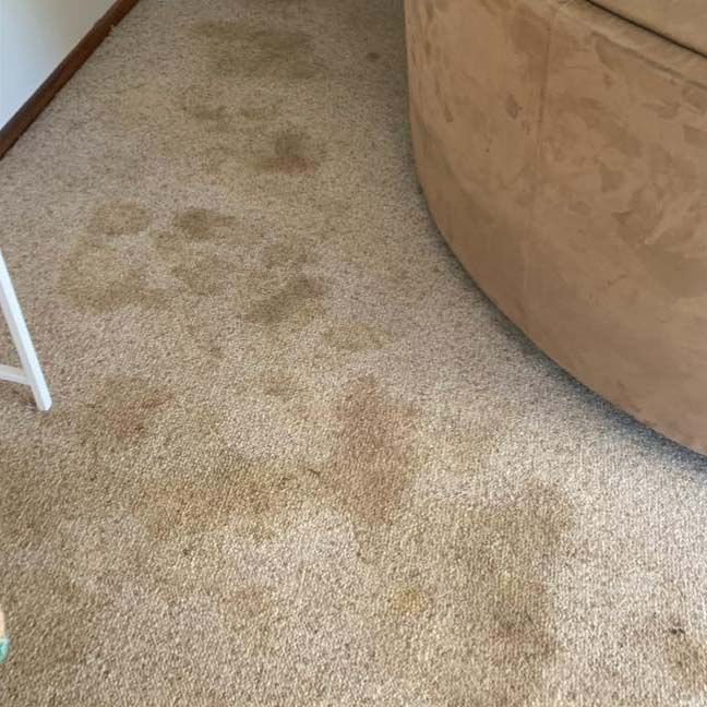 Carpet Stain Removal - Before