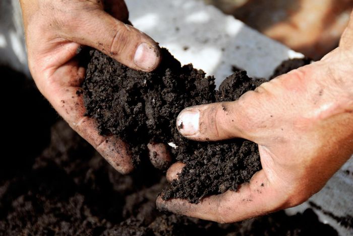 someone holding the soil with fertilizer
