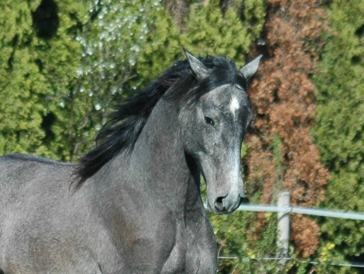 Berber, Fohlen