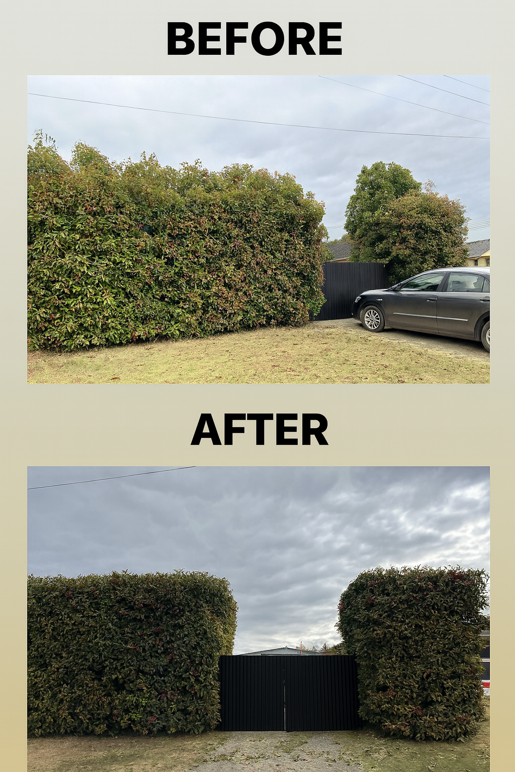 Before/after photo of a hedge trimmed to frame a black gate. Lush green bush before, dark green after — Integral Cleaning Services in Aberdare, NSW