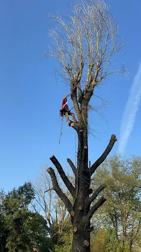 Tree worker in a harness trimming a tall tree against a blue sky