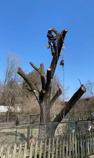 Worker trimming branches on a heavily pruned tree in a fenced yard under a blue sky
