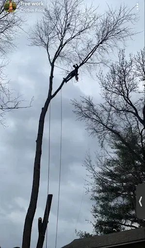 Person pruning a tall tree with a chainsaw on a cloudy day