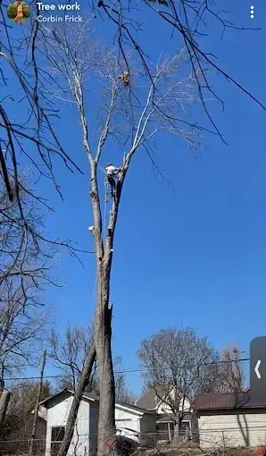 Leafless tree trimmed high above suburban houses under a clear blue sky