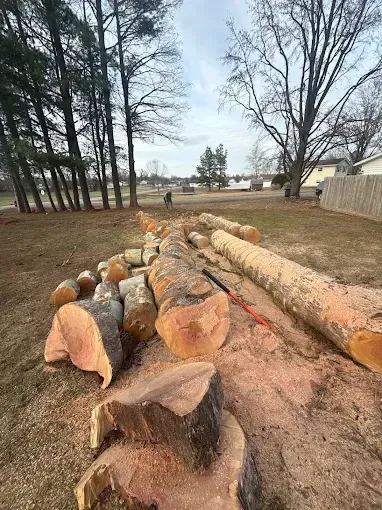 Freshly cut logs piled in a yard near leafless trees and a fence