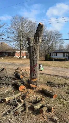 Cut tree stump in a yard with scattered wood rounds and branches near a road and houses