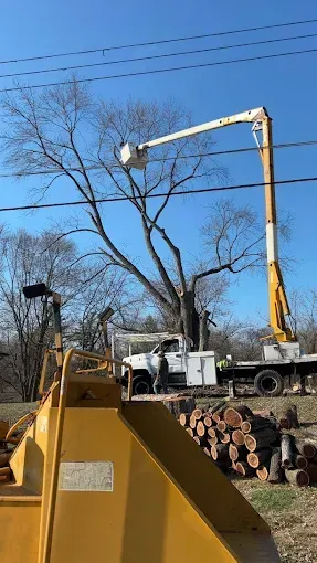 Yellow crane lifting a tree limb beside stacked logs under a clear blue sky
