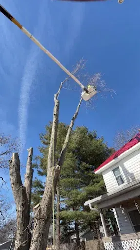 Tree trimming bucket truck beside a house, cutting tall bare branches under a blue sky.