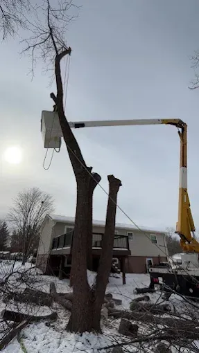Tree being cut down by a yellow crane in a snowy yard beside a house at sunset