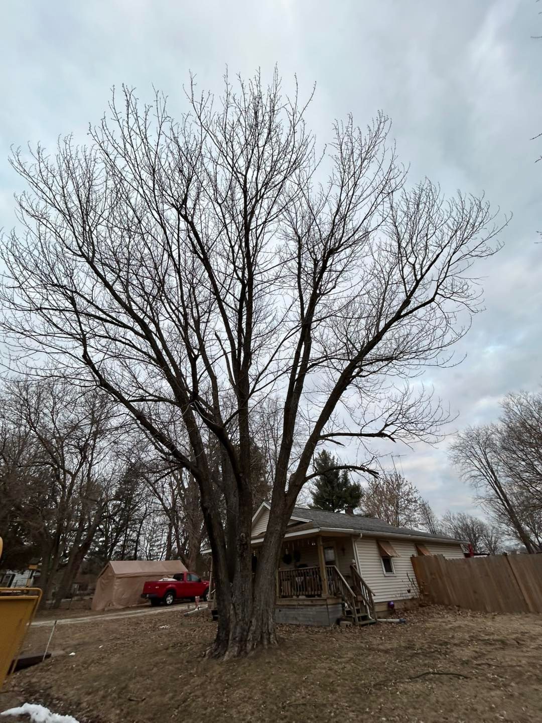 Leafless tree in a backyard beside a small house, with a red truck parked nearby.